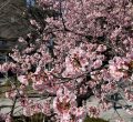 2025年桜の開花🌸